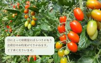 【2025年5月出荷分】和歌山産ミニトマト「アイコトマト」約2kg（S・Mサイズおまかせ）【TM165】