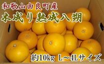 【産直】和歌山由良町産の木成り熟成八朔約10kg（L～4Lサイズをお届け）★2025年3月中旬頃より順次発送【TM137】