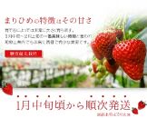 【2021年1月以降発送】紀州まりひめ苺 秀品250g~300g ×2