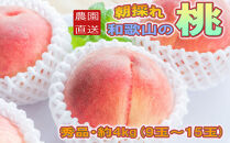 ［農園直送］朝採れ和歌山の桃　約4kg・秀品★2026年6月下旬～8月中旬頃順次発送★［TM168］