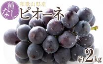 【新鮮・産直】和歌山かつらぎ町産たねなしピオーネ約2kg★2024年8月下旬頃より順次発送【TM164】