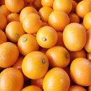 きんかん／《完熟きんかん》金柑 たっぷり4kg 秀品 Lサイズ以上｜きんかん 金柑 完熟 秀品 柑橘