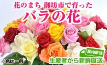 バラの花（約20本）花のまち御坊産の薔薇　新鮮直送！