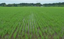 《定期便5回》農薬化学肥料不使用栽培「たきたて」（低アミロース米）5kg《玄米》2023年産