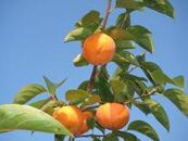 太陽の光をたっぷり浴びた松岡農園の特選富有柿赤秀３Ｌ １２個｜柿 富有柿 先行予約 果物 フルーツ