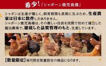 幻の性成熟の鶏肉  シャポーン鹿児島鶏たたき（960g）