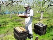 【国産高級蜂蜜】富山県産レンゲ蜂蜜500ｇ　2本セット