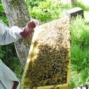 【国産高級蜂蜜】富山県産レンゲ蜂蜜×1本　水島柿蜂蜜500ｇ×1本　セット
