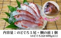 【真鯛の頭付き】煮てよし焼いてよし！ 日本海産のどぐろ 5パック ／  高級魚 ビール 煮魚 焼き魚 おつまみ 魚介類 海の幸 国産 個包装 お取り寄せ