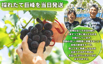 有田産&nbsp;巨峰&nbsp;約&nbsp;3kg&nbsp;有田&nbsp;巨峰村&nbsp;森下農園&nbsp;ぶどう&nbsp;送料無料&nbsp;フルーツ