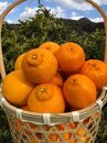 【産地直送】 食べ頃柑橘おまかせバラエティーセット