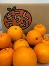 【産地直送】 食べ頃柑橘おまかせバラエティーセット
