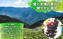 有田産&nbsp;巨峰&nbsp;約&nbsp;2kg&nbsp;有田巨峰村&nbsp;森下農園&nbsp;ぶどう&nbsp;送料無料&nbsp;フルーツ