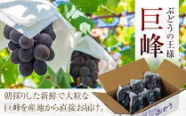 ［先行予約］[産直]有田巨峰村の朝採り巨峰　約2kg★2026年8月中旬頃より順次発送