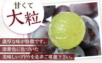 ［先行予約］[産直]有田巨峰村の朝採り巨峰　約2kg★2026年8月中旬頃より順次発送