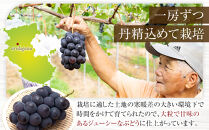 ［先行予約］[産直]有田巨峰村の朝採り巨峰　約2kg★2026年8月中旬頃より順次発送