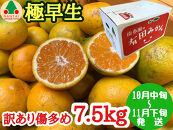 訳あり&nbsp;傷多め&nbsp;極早生&nbsp;有田&nbsp;みかん&nbsp;7.5kg&nbsp;L～SS&nbsp;サイズおまかせ&nbsp;南泰園&nbsp;和歌山&nbsp;有田みかん