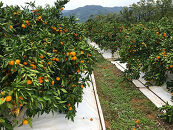 訳あり&nbsp;傷多め&nbsp;極早生&nbsp;有田&nbsp;みかん&nbsp;7.5kg&nbsp;L～SS&nbsp;サイズおまかせ&nbsp;南泰園&nbsp;和歌山&nbsp;有田みかん