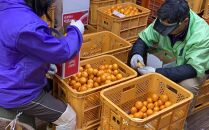 年内発送 完熟早生 有田みかん 化粧箱 特秀 L サイズ 32玉入 和歌山 南泰園