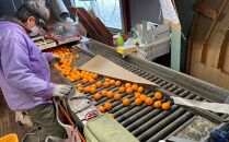 年内発送&nbsp;完熟早生&nbsp;有田みかん&nbsp;化粧箱&nbsp;特秀&nbsp;小玉&nbsp;SS&nbsp;サイズ&nbsp;54玉入&nbsp;和歌山&nbsp;南泰園&nbsp;みかん