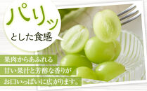 ［先行予約］シャインマスカット&nbsp;約4kg&nbsp;&nbsp;(5房～10房)&nbsp;有田巨峰村&nbsp;【朝採&nbsp;新鮮】&nbsp;■2026年発送■※8月下旬頃から9月下旬頃まで順次発送予定
