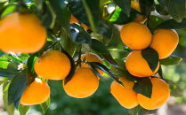 [秀品]和歌山有田みかん5kg&nbsp;(S～Lサイズおまかせ)&nbsp;★2026年11月中旬頃より順次発送