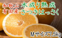 こだわりの和歌山有田産木成り熟成さつき八朔7.5kg(Mサイズ) ★2025年4月より順次発送