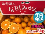 年内発送 ちょっと 傷あり 完熟早生 有田みかん L または M 5kg 和歌山 南泰園