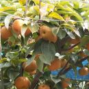 有田の樹上成熟梨 農家直送  南水梨 約４．５ｋｇ【先行予約】