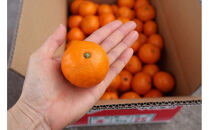 農家直送！有田みかん（10kg&nbsp;2Sサイズ（小玉）秀品）平武農園　～蛍飛ぶ町から旬の便り～