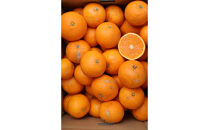 農家直送！きよみオレンジ&nbsp;10kg&nbsp;訳あり≪サイズ混合≫［平武農園］～蛍飛ぶ町から旬の便り～［2026年3月下旬から順次発送予定］