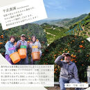 農家直送！なつみオレンジ&nbsp;3kg&nbsp;訳あり≪サイズ混合≫【平武農園】～蛍飛ぶ町から旬の便り～