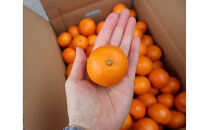 農家直送！有田みかん（10kg&nbsp;3Sサイズ（超小玉）秀品）平武農園　～蛍飛ぶ町から旬の便り～