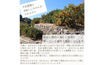 農家直送！きよみオレンジ&nbsp;3kg&nbsp;訳あり≪サイズ混合≫［平武農園］～蛍飛ぶ町から旬の便り～［2026年3月下旬から順次発送予定］
