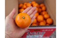 農家直送！有田みかん（10kg&nbsp;Sサイズ&nbsp;秀品）平武農園　～蛍飛ぶ町から旬の便り～