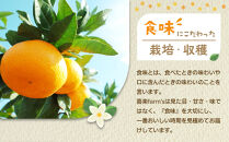 産地直送 有田みかん サイズ 不揃い 約10kg 喜楽farms 【2025年11月以降順次発送】