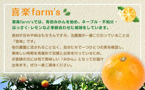 産地直送 贈答用 有田みかん Mサイズ 約10kg 喜楽farms 【2025年11月以降順次発送】