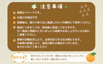 産地直送 贈答用 有田みかん Mサイズ 約10kg 喜楽farms 【2025年11月以降順次発送】