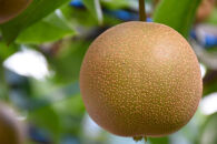 【2026年予約受付】　JA金沢市 金沢梨 5kg | 梨 豊水 幸水 南水 なし フルーツ 果物  旬 国産 和梨 甘い シャキシャキ 秋の味覚 新鮮 贈り物 地域特産 高品質 ジューシー 人気 おすすめ 送料無料 石川 金沢 加賀百万石 加賀 百万石 北陸 北陸復興 北陸支援