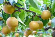 【2026年予約受付】　JA金沢市 金沢梨 5kg | 梨 豊水 幸水 南水 なし フルーツ 果物  旬 国産 和梨 甘い シャキシャキ 秋の味覚 新鮮 贈り物 地域特産 高品質 ジューシー 人気 おすすめ 送料無料 石川 金沢 加賀百万石 加賀 百万石 北陸 北陸復興 北陸支援