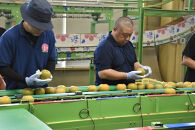 【2026年予約受付】　JA金沢市 金沢梨 5kg | 梨 豊水 幸水 南水 なし フルーツ 果物  旬 国産 和梨 甘い シャキシャキ 秋の味覚 新鮮 贈り物 地域特産 高品質 ジューシー 人気 おすすめ 送料無料 石川 金沢 加賀百万石 加賀 百万石 北陸 北陸復興 北陸支援