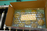 【2026年予約受付】　JA金沢市 金沢梨 5kg | 梨 豊水 幸水 南水 なし フルーツ 果物  旬 国産 和梨 甘い シャキシャキ 秋の味覚 新鮮 贈り物 地域特産 高品質 ジューシー 人気 おすすめ 送料無料 石川 金沢 加賀百万石 加賀 百万石 北陸 北陸復興 北陸支援