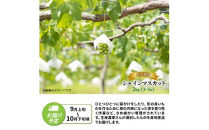 【先行予約】【令和8年発送】おおいたの豊潤シャインマスカット&nbsp;約2kg_1615Ｒ