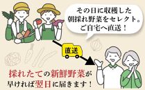 【３か月定期便】東京唯一の道の駅・八王子滝山から、新鮮野菜＆フルーツのセットをお届け