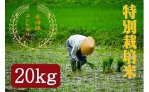 【ギフト用】令和4年度　特別栽培米京丹後コシヒカリ 20kg