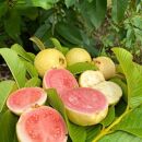 【2個】有機グァバ農園の完熟フルーツソース　Guava＆Lemon(グァバ＆レモン)