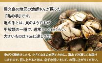【数量限定】屋久島産「亀の手」500g【海水で冷凍】