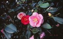 ☆究極の咲き分け椿「七曜変化」7号鉢接木開花見込み苗