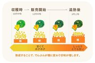 特別なかぼちゃ ikkaプレミアム【12月-2月発送】｜新潟　新潟県　カボチャ　かぼちゃ　南瓜