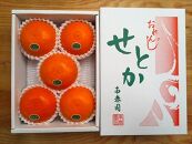 【ハーフ化粧箱】『柑橘の大トロ』ハウスせとか厳選5玉入